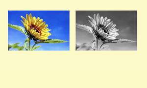 Tailwind CSS: How to Create a Black-and-White Image